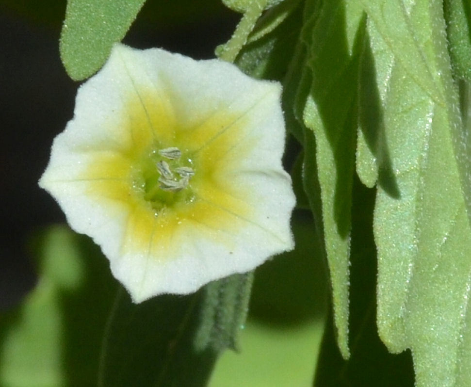 Physalis angulata L. resmi