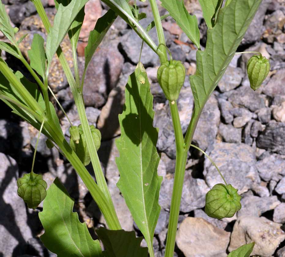 Physalis angulata L. resmi