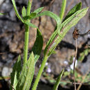Image of Red Hills vervain