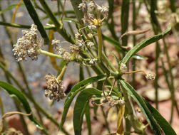 Image de Asclepias fascicularis Decne.