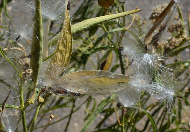 Image de Asclepias fascicularis Decne.