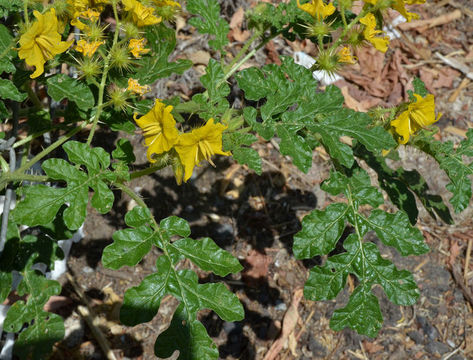 Image of <i>Solanum rostratum</i>