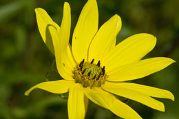 Sivun Helianthus nuttallii subsp. rydbergii (Britt.) R. W. Long kuva