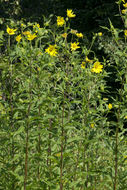 Sivun Helianthus nuttallii subsp. rydbergii (Britt.) R. W. Long kuva