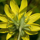 Image of Rydberg's sunflower