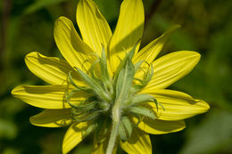 Sivun Helianthus nuttallii subsp. rydbergii (Britt.) R. W. Long kuva