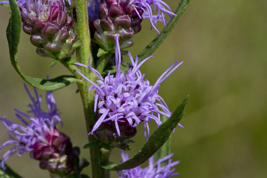 Imagem de Liatris aspera Michx.