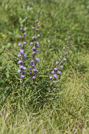 Image of tall blazing star