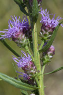 صورة Liatris aspera Michx.