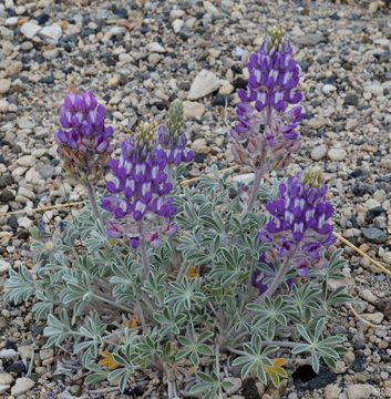 Image of Mono Lake lupine