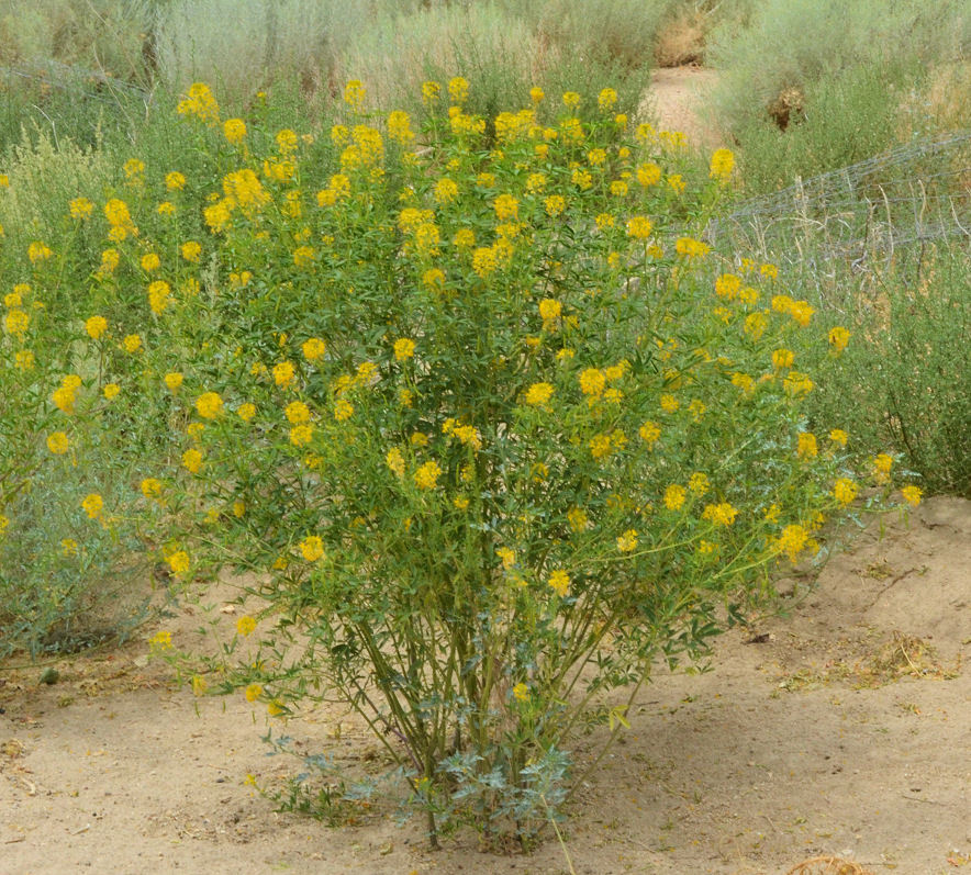 Image of <i>Cleome lutea</i>