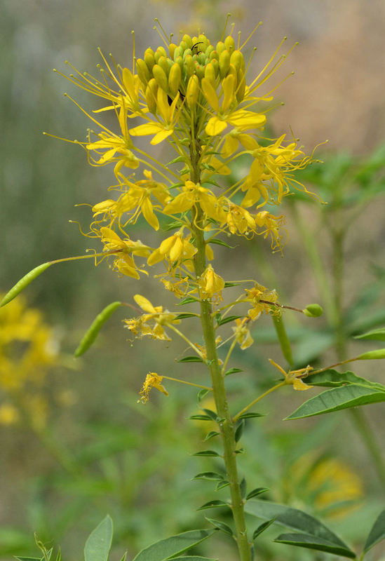 Image of <i>Cleome lutea</i>