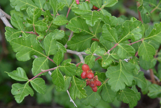 Imagem de Rhus trilobata Nutt.