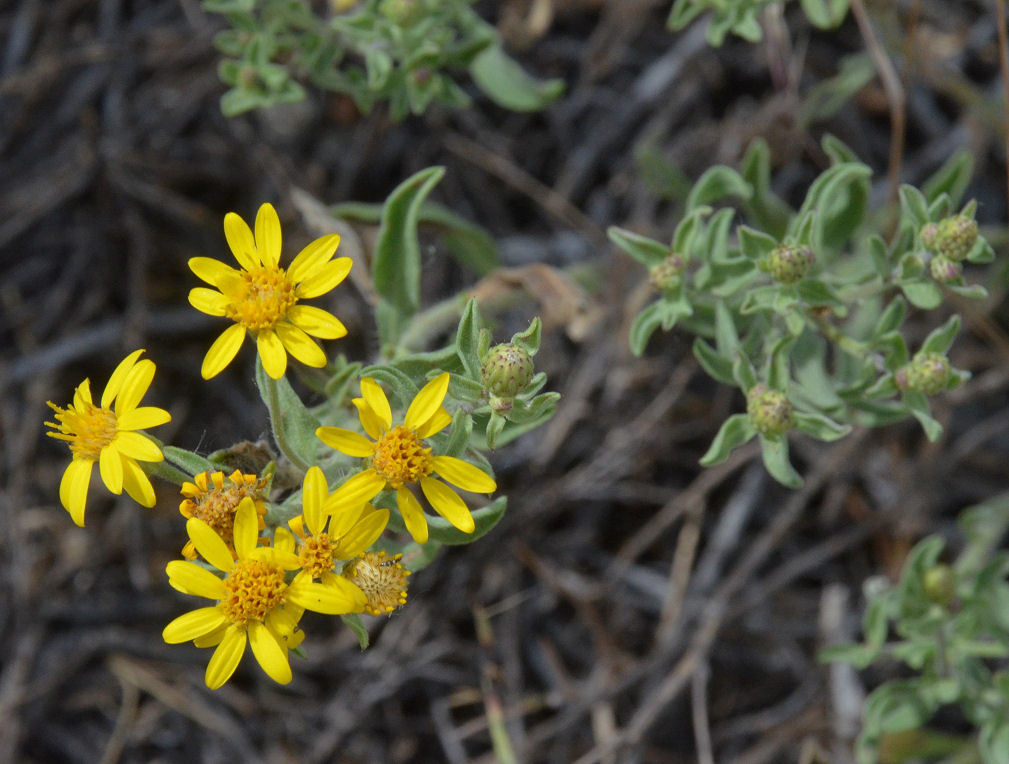 Imagem de Heterotheca villosa (Pursh) Shinners