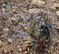 Image of Sticky Cheat Gily-Flower