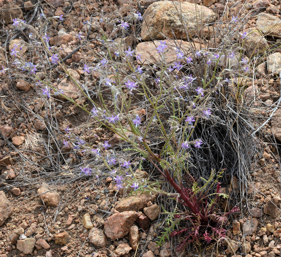 Image of Sticky Cheat Gily-Flower