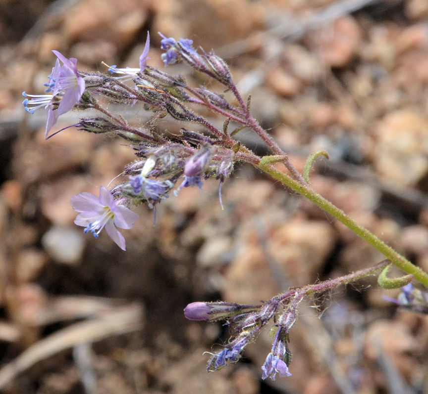 Image of Sticky Cheat Gily-Flower