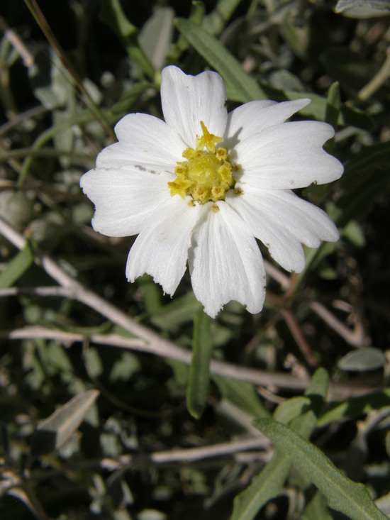 Image of plains blackfoot