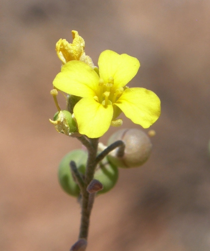 Image of Gordon's bladderpod