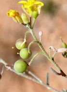 Image of Gordon's bladderpod