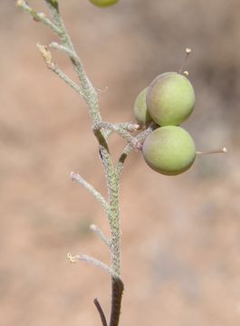 Image of Gordon's bladderpod