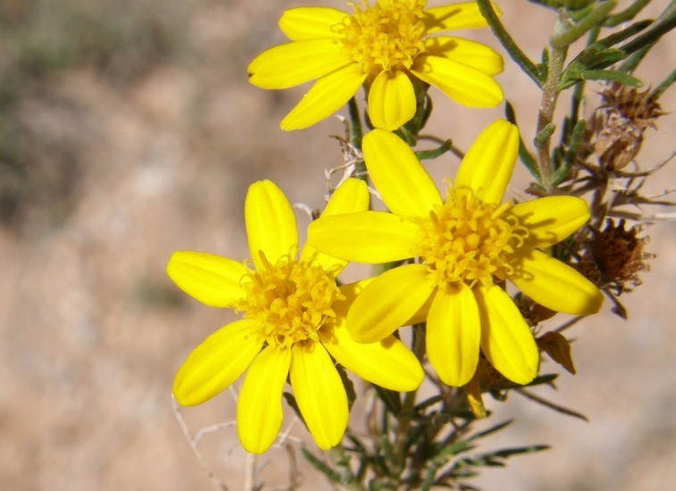 Image of pricklyleaf dogweed