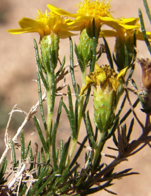 Image of pricklyleaf dogweed