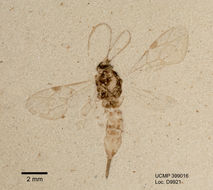 Image de Hymenoptera