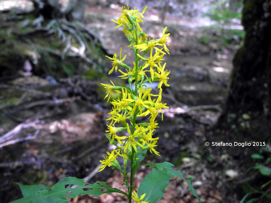 Imagem de Solidago virgaurea L.