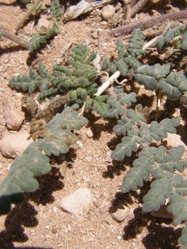 Image of <i>Phacelia crenulata</i> var. <i>corrugata</i>