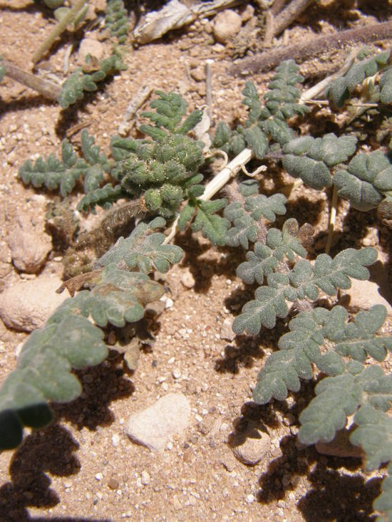 Image of <i>Phacelia crenulata</i> var. <i>corrugata</i>