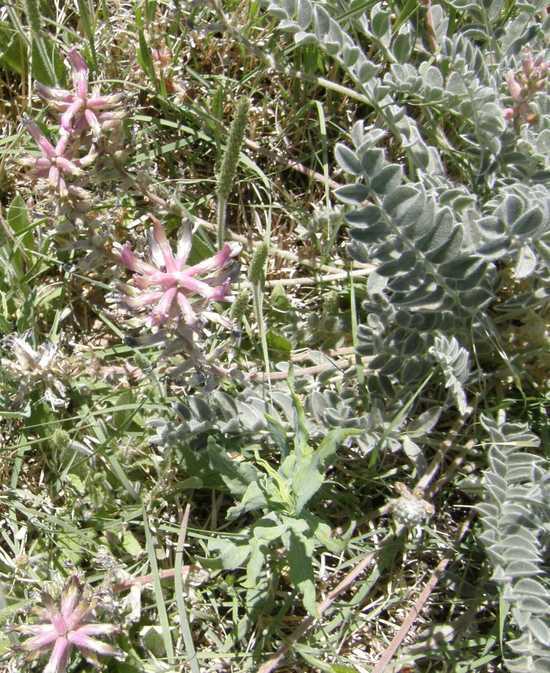 Image of <i>Astragalus <i>mollissimus</i></i> var. mollissimus