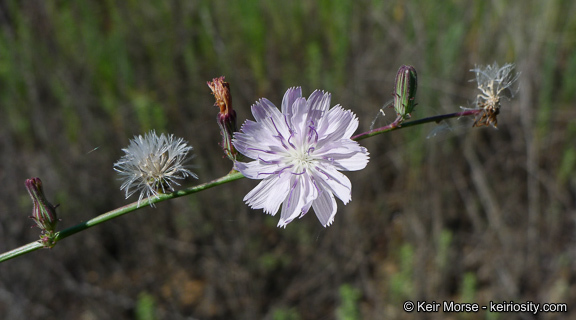 Stephanomeria diegensis Gottlieb的圖片