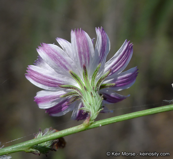 Stephanomeria diegensis Gottlieb的圖片