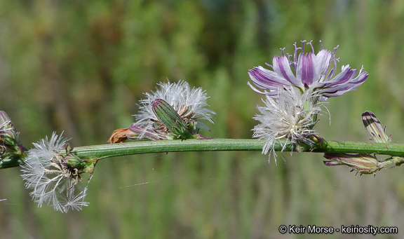 Stephanomeria diegensis Gottlieb的圖片