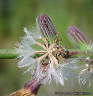 Stephanomeria diegensis Gottlieb的圖片