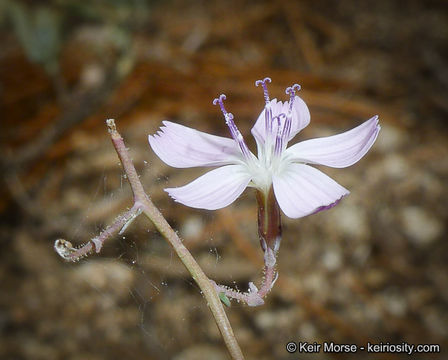 Sivun Stephanomeria exigua subsp. deanei (J. F. Macbr.) Gottlieb kuva