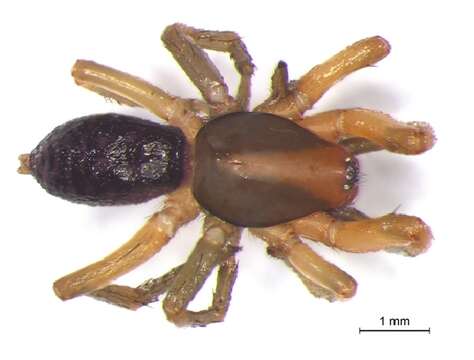 Image of gallieniellid spiders