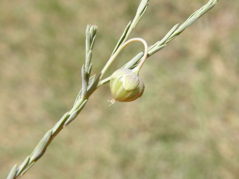 Image of meadow flax