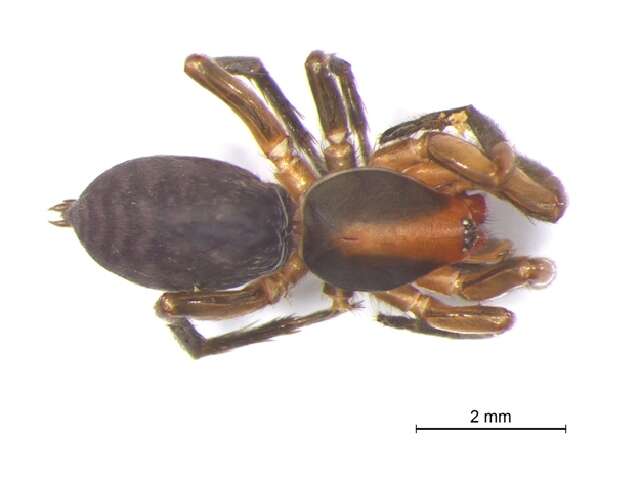 Image of gallieniellid spiders