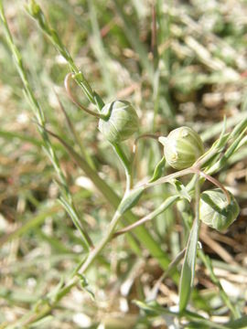 Image de Linum pratense (J. B. S. Norton) Small