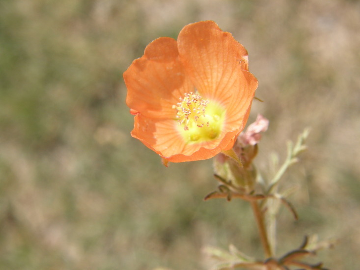 Image of scarlet globemallow