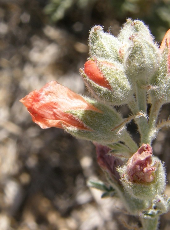 Image of scarlet globemallow