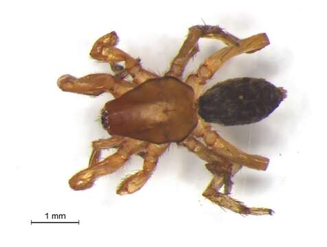 Image of gallieniellid spiders