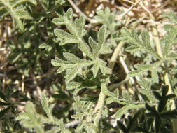 Image of scarlet globemallow