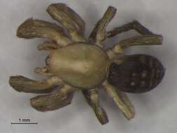 Image of gallieniellid spiders