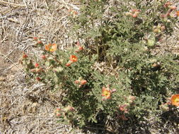 Image of scarlet globemallow