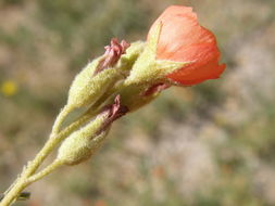 Image of scarlet globemallow