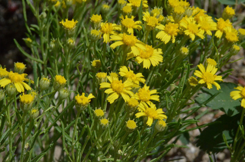 Image of Colorado rubberweed