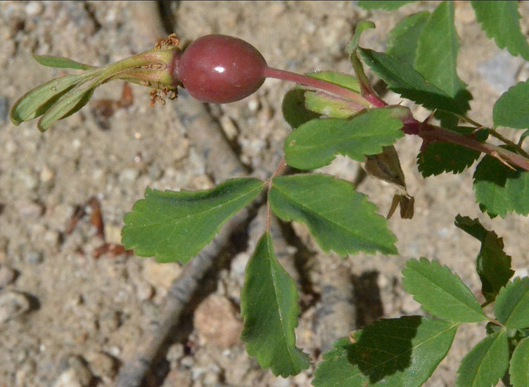 Sivun Rosa woodsii Lindl. kuva